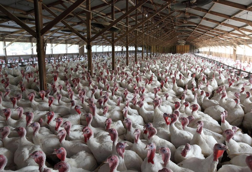 Labor regulation and loopholes in US agriculture